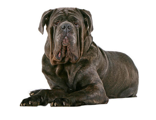 Neapolitan sales mastiff rescue